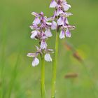 Kleines Knabenkraut (Anacamptis morio)