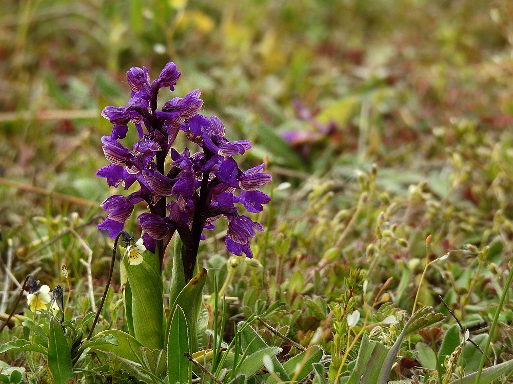 Kleines Knabenkraut (Anacamptis morio)