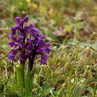 Kleines Knabenkraut (Anacamptis morio)