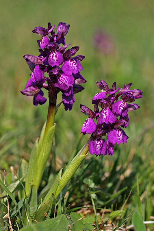 Kleines Knabenkraut (Anacamptis morio)