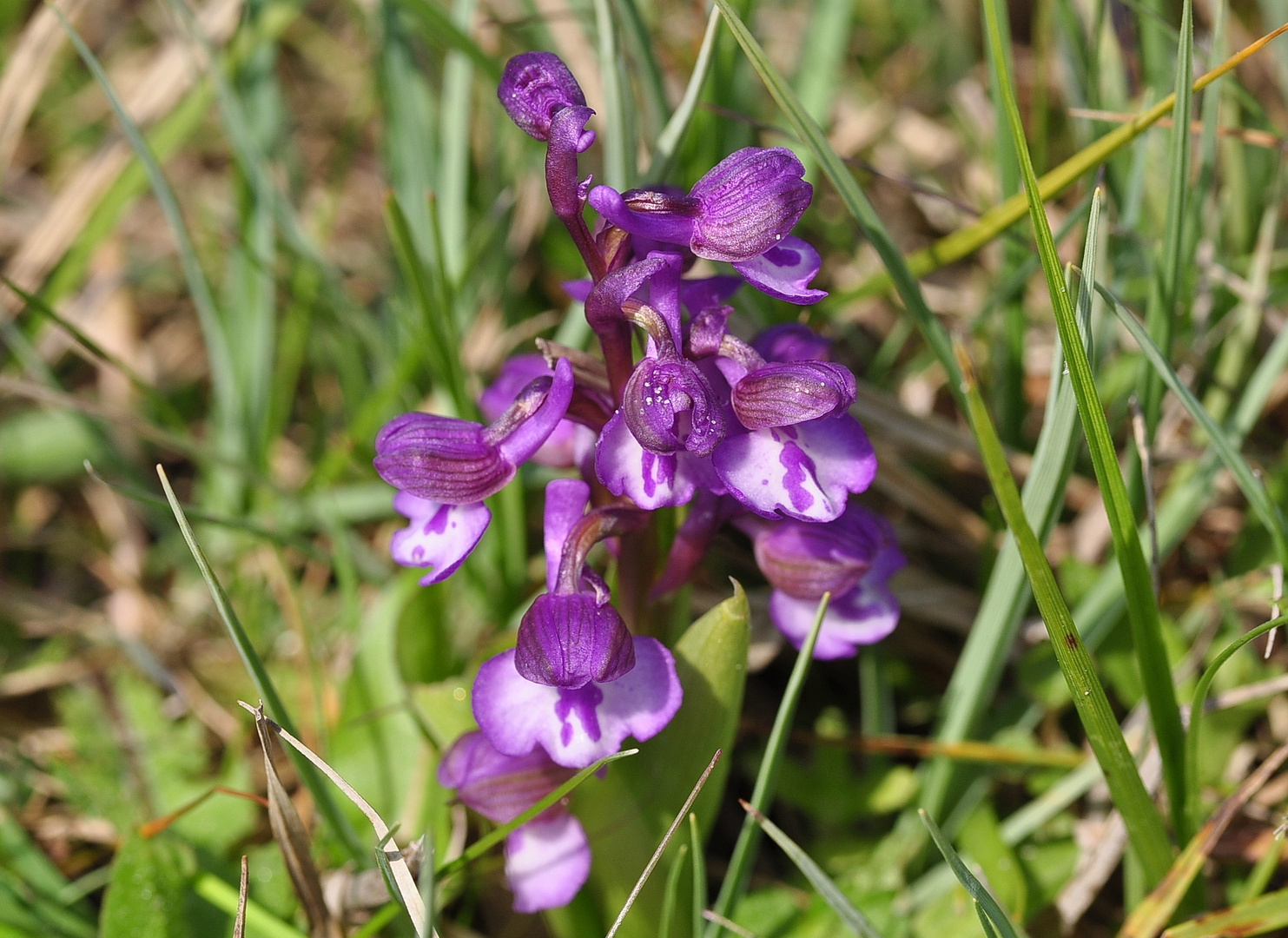 Kleines Knabenkraut (Anacamptis morio)