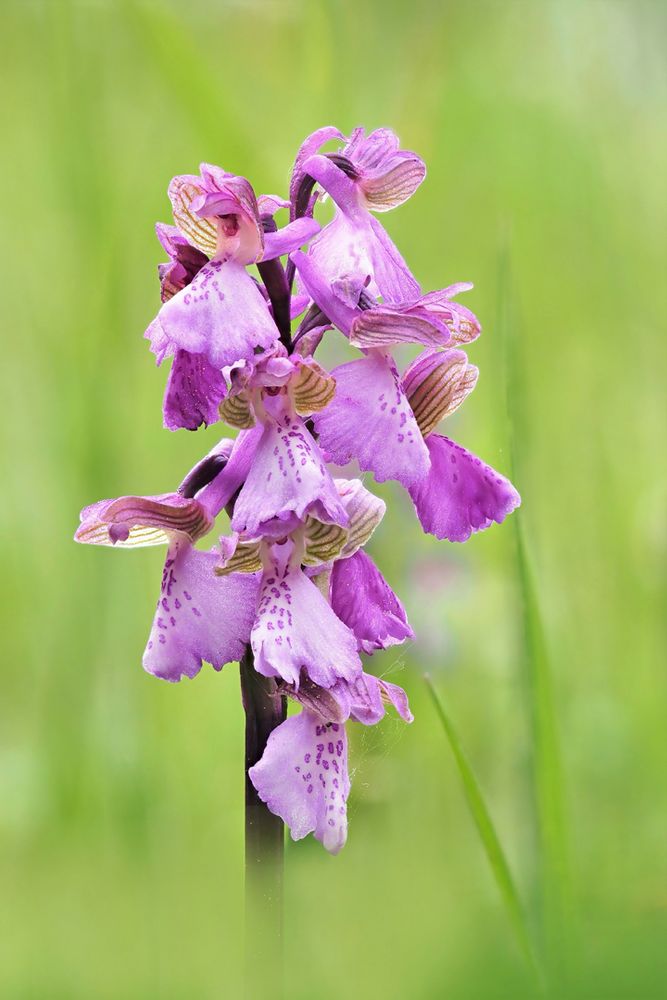 Kleines Knabenkraut (Anacamptis morio)