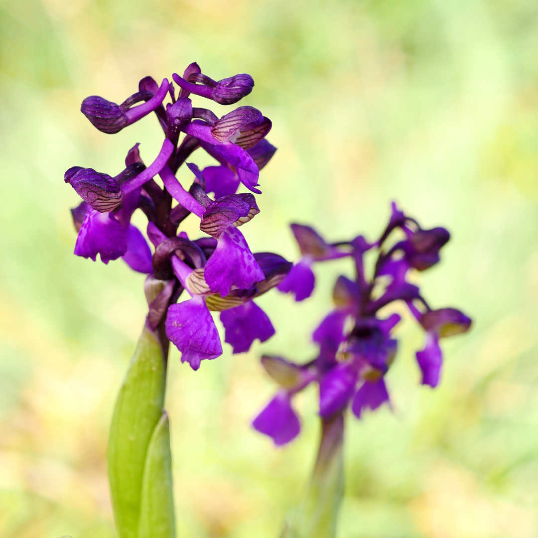 Kleines Knabenkraut (Anacamptis morio) 