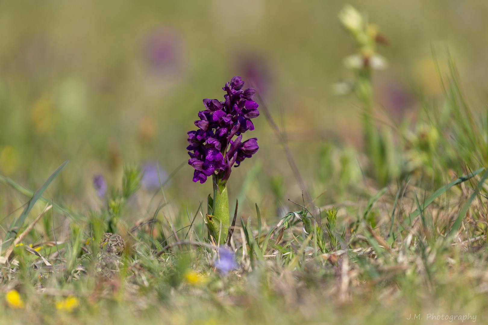 Kleines Knabenkraut (Anacamptis morio) 