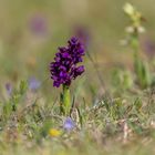 Kleines Knabenkraut (Anacamptis morio) 