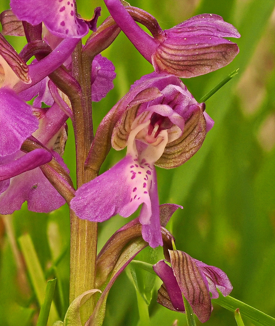 Kleines Knabenkraut (Anacamptis morio)