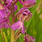 Kleines Knabenkraut (Anacamptis morio)