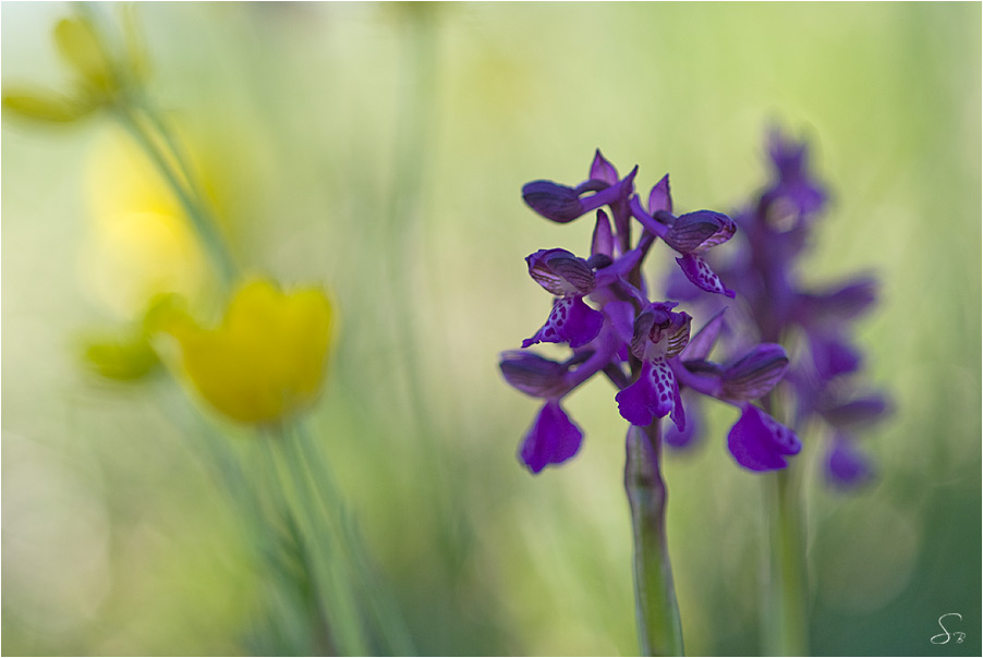 Kleines Knabenkraut (Anacamptis morio)