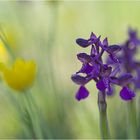 Kleines Knabenkraut (Anacamptis morio)