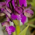 Kleines Knabenkraut (Anacamptis morio) im Schnee!