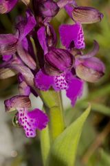 Kleines Knabenkraut (Anacamptis morio) im Schnee!