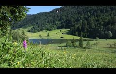 ~ Kleines Knabenkraut mit Ausblick ~