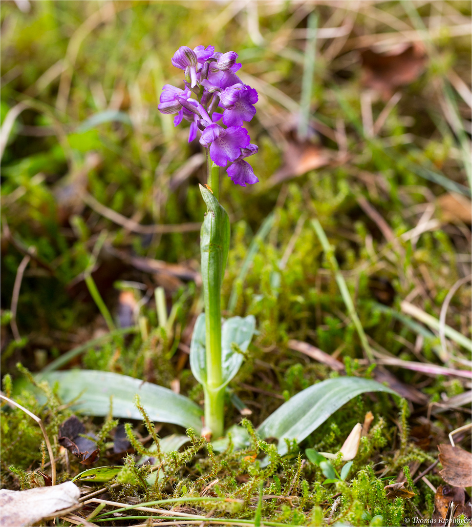 Kleines Knabenkraut (Orchis morio) ...........