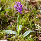 Kleines Knabenkraut (Orchis morio) ...........