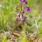 Kleines Knabenkraut (Orchis morio) ...............