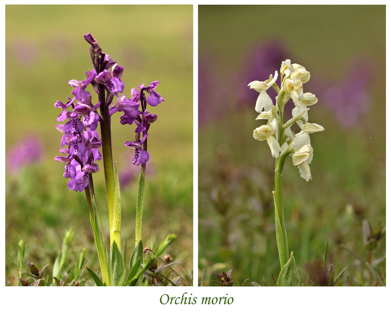 Kleines Knabenkraut - Orchis morio