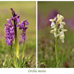 Kleines Knabenkraut - Orchis morio