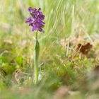 Kleines Knabenkraut (Orchis morio) .