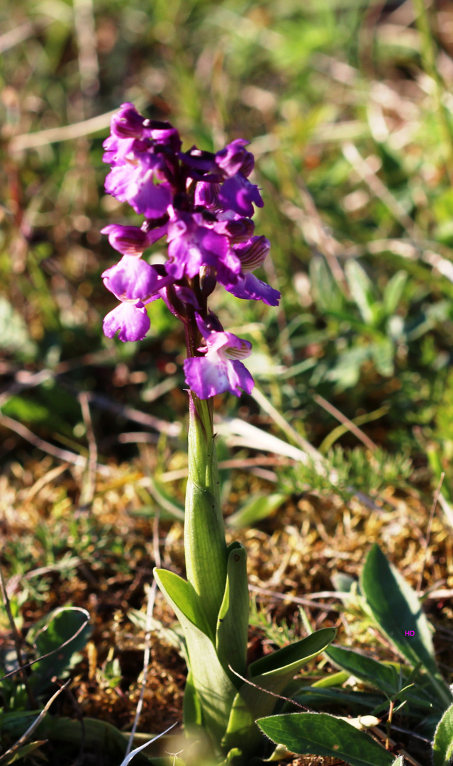  Kleines Knabenkraut (Orchis morio)