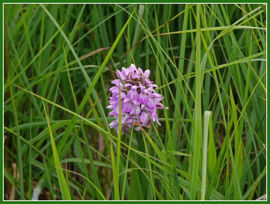 "Kleines Knabenkraut" (Orchis morio)