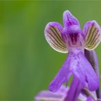 Kleines Knabenkraut (Orchis morio) ......................