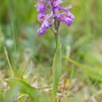 Kleines Knabenkraut (Orchis morio) ...................