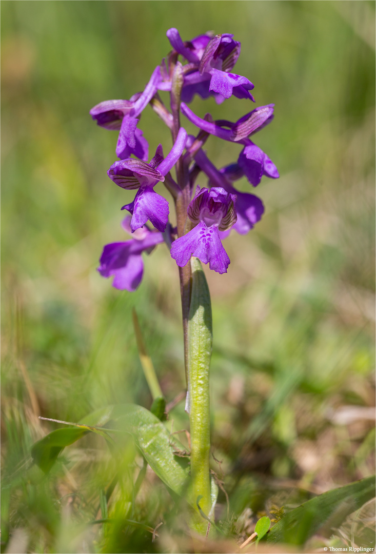 Kleines Knabenkraut (Orchis morio) .