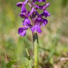 Kleines Knabenkraut (Orchis morio) .