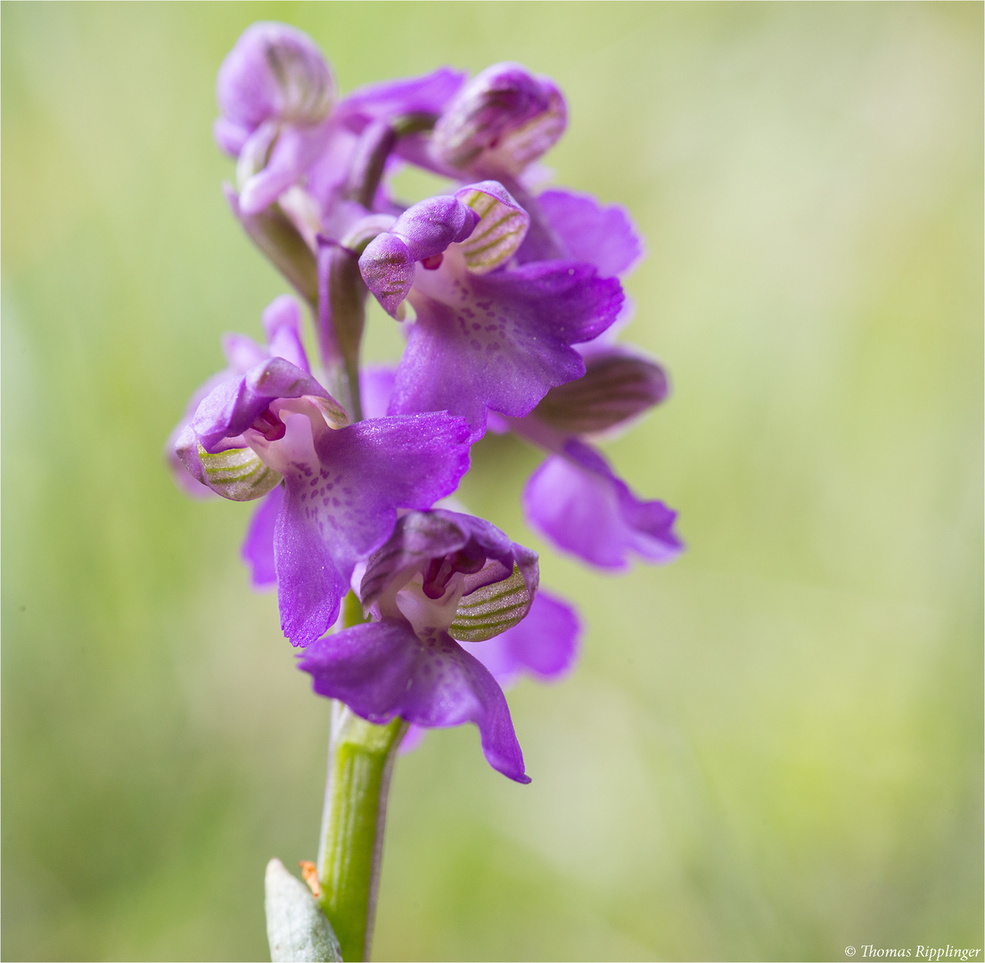 Kleines Knabenkraut (Orchis morio)