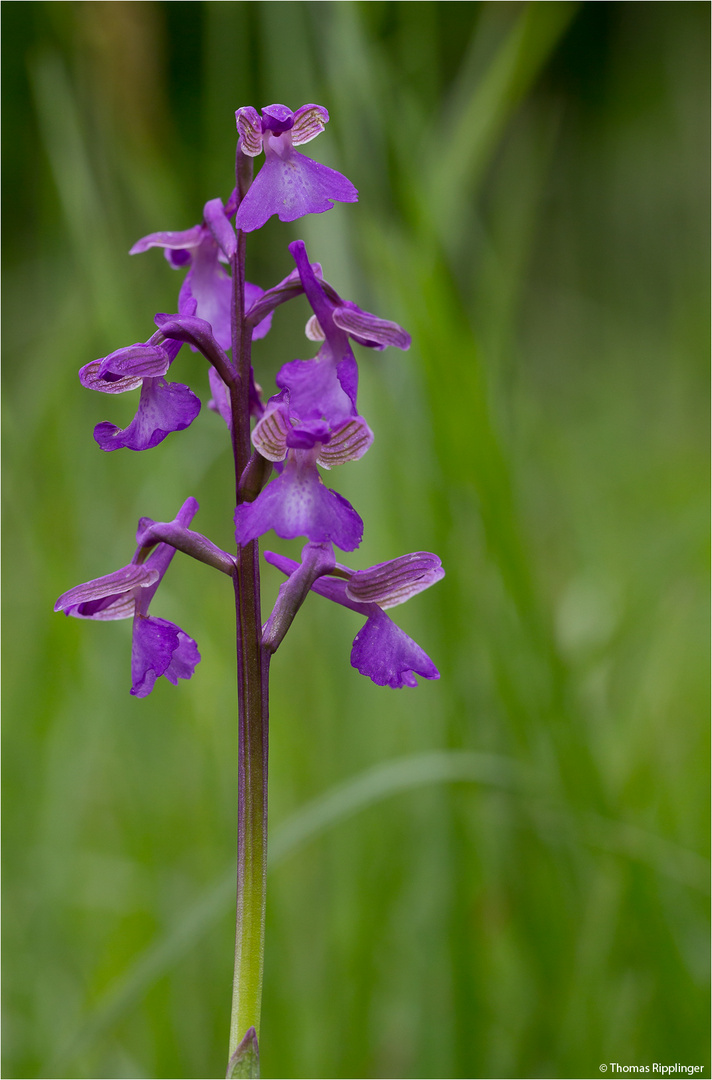 Kleines Knabenkraut (Orchis morio)