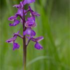 Kleines Knabenkraut (Orchis morio)