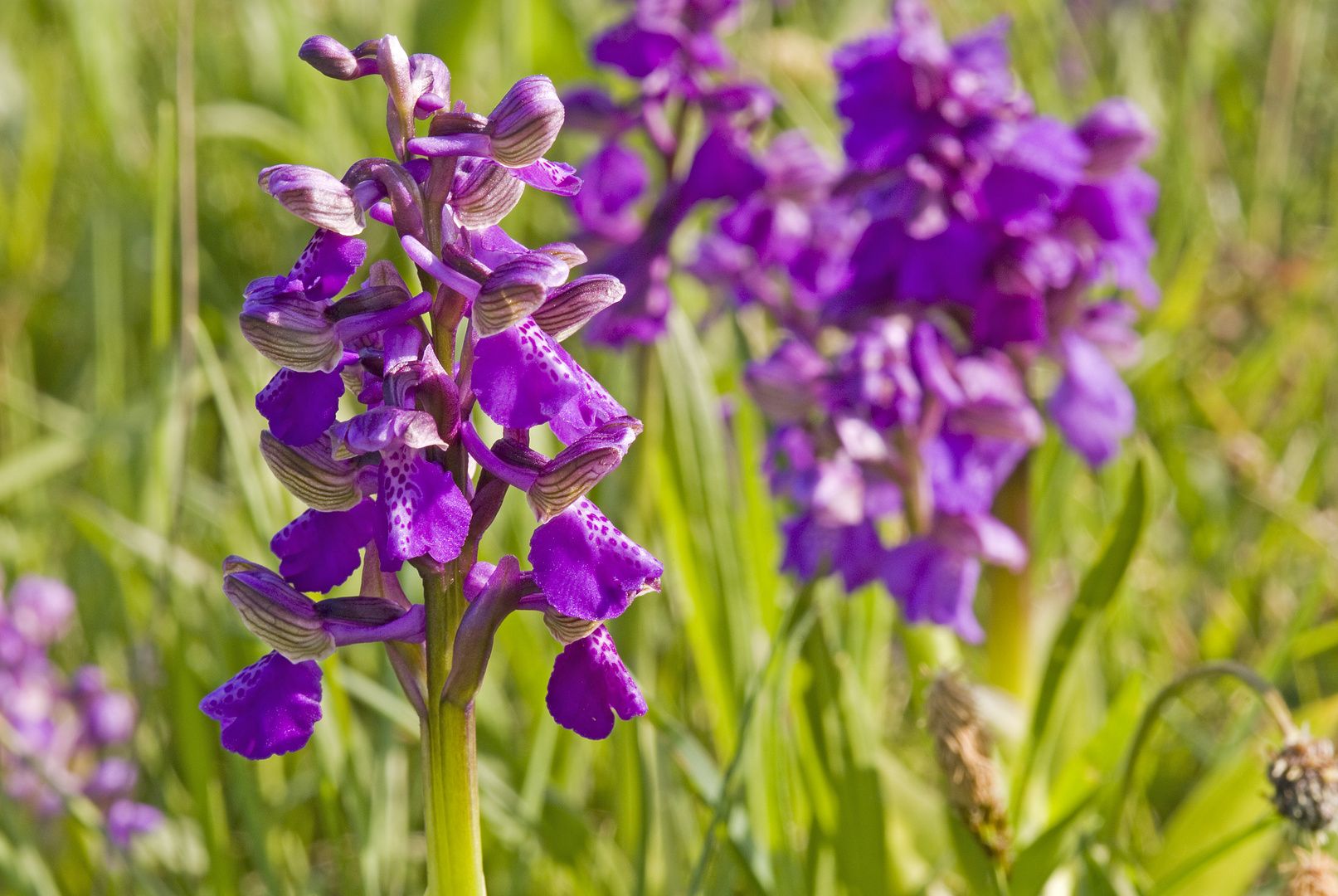 Kleines Knabenkraut (Orchis morio)