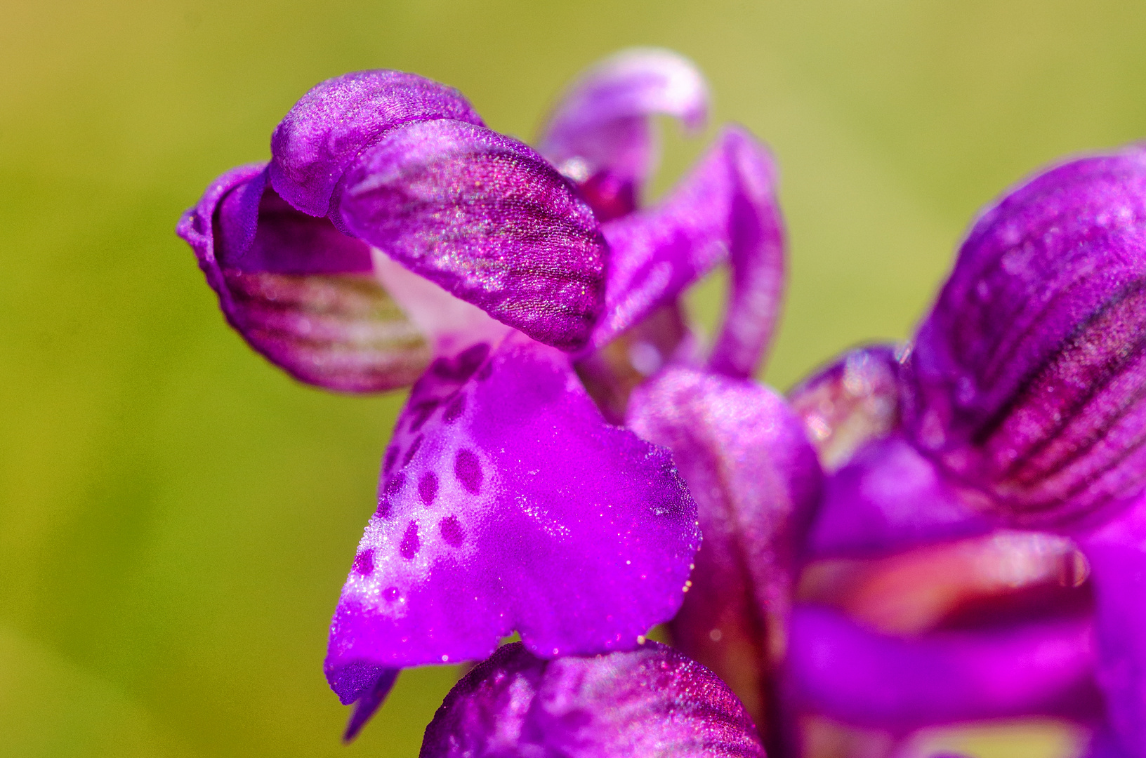 Kleines Knabenkraut (Orchis morio)