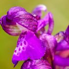 Kleines Knabenkraut (Orchis morio)