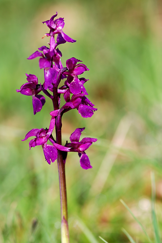 kleines Knabenkraut ( Orchis morio )