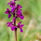 kleines Knabenkraut ( Orchis morio )