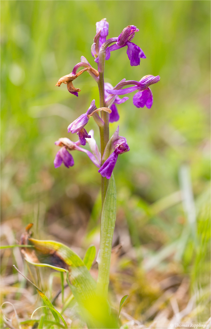 Kleines Knabenkraut (Orchis morio) ................