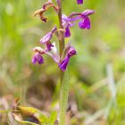 Kleines Knabenkraut (Orchis morio) ................