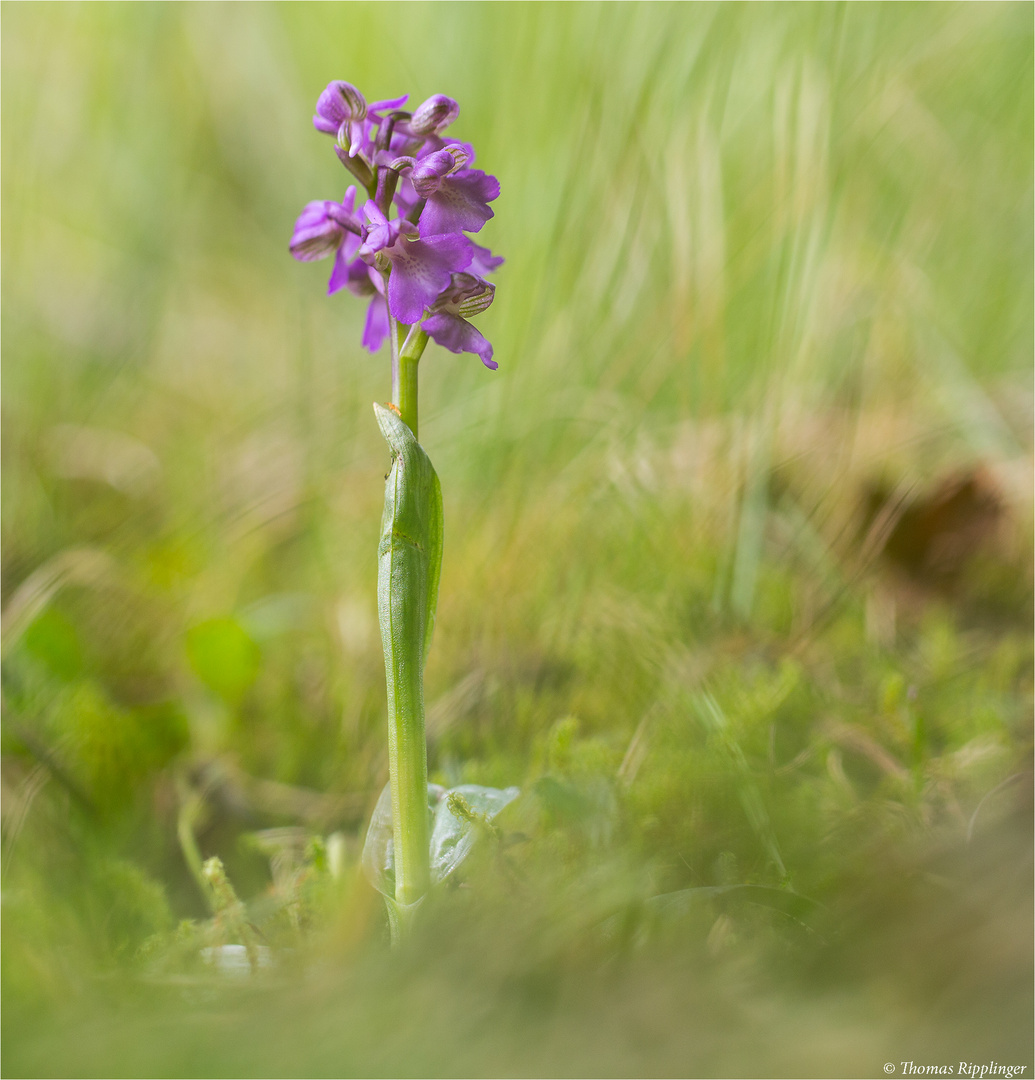 Kleines Knabenkraut (Orchis morio) ..........