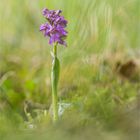 Kleines Knabenkraut (Orchis morio) ..........