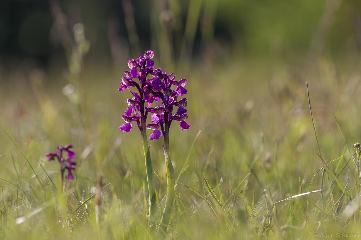 Kleines Knabenkraut Orchis morio