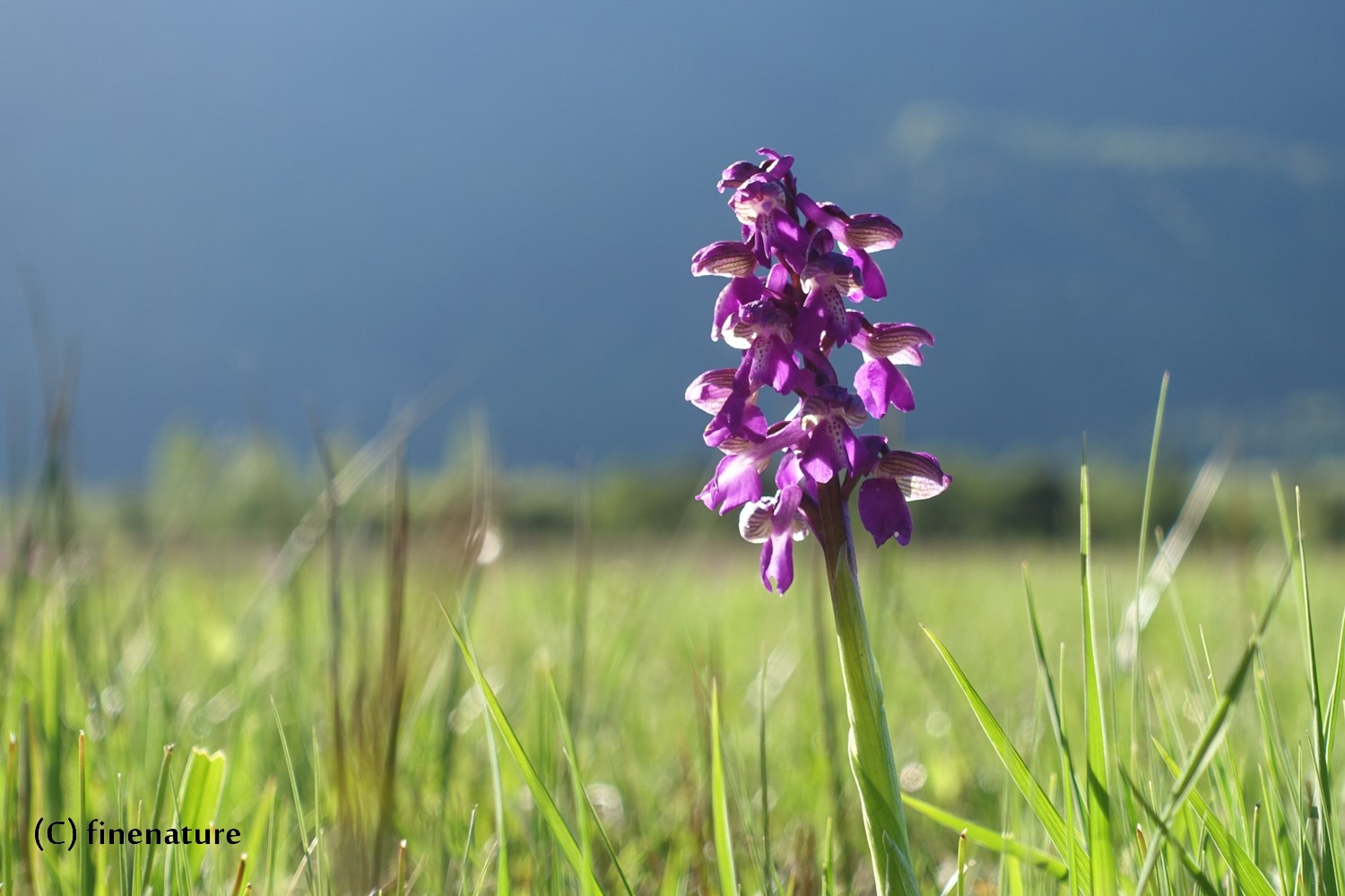 Kleines Knabenkraut (Orchis morio)