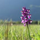 Kleines Knabenkraut (Orchis morio)