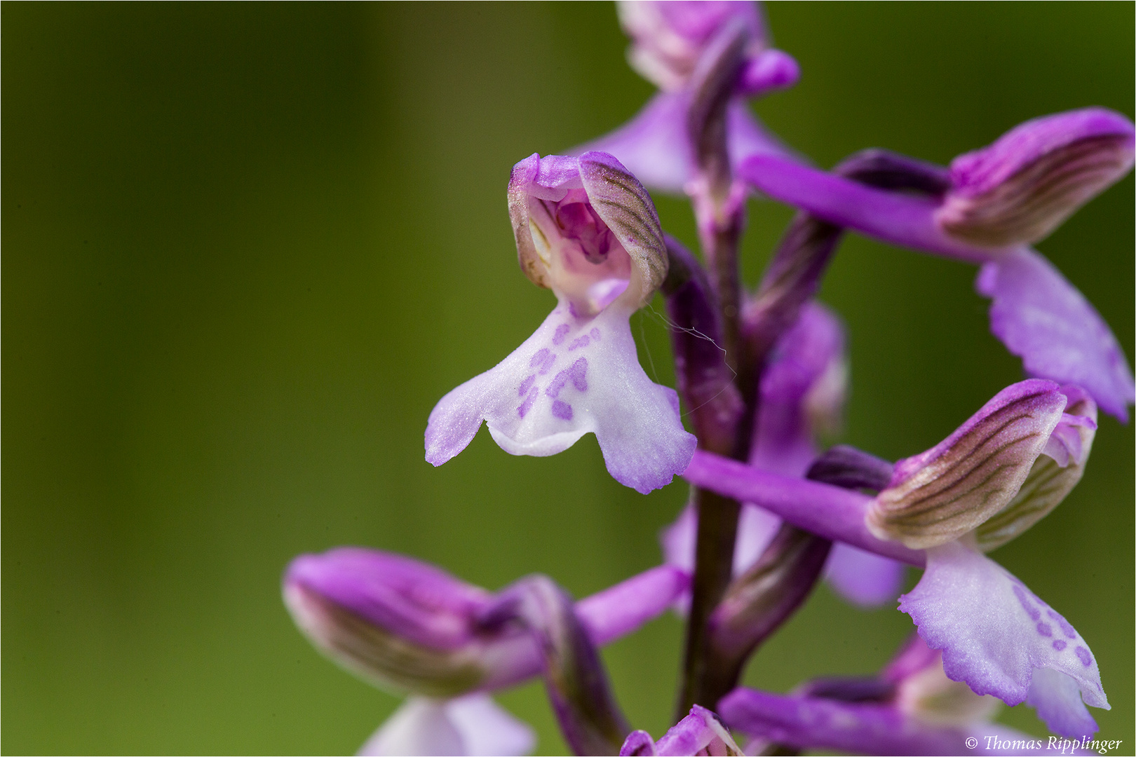 Kleines Knabenkraut (Orchis morio) ...........................