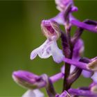 Kleines Knabenkraut (Orchis morio) ...........................