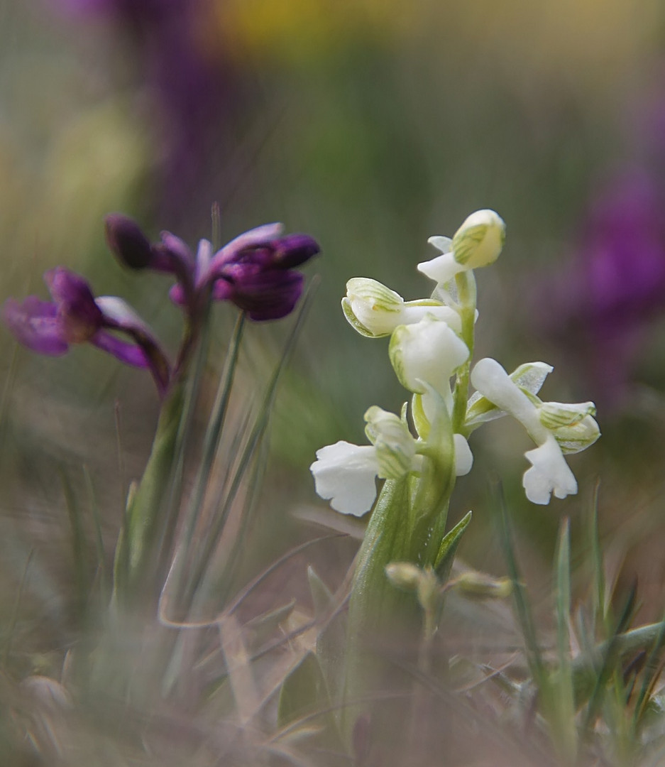 Kleines Knabenkraut (Salep-Knabenkraut) Orchis Morio