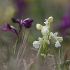 Kleines Knabenkraut (Salep-Knabenkraut) Orchis Morio