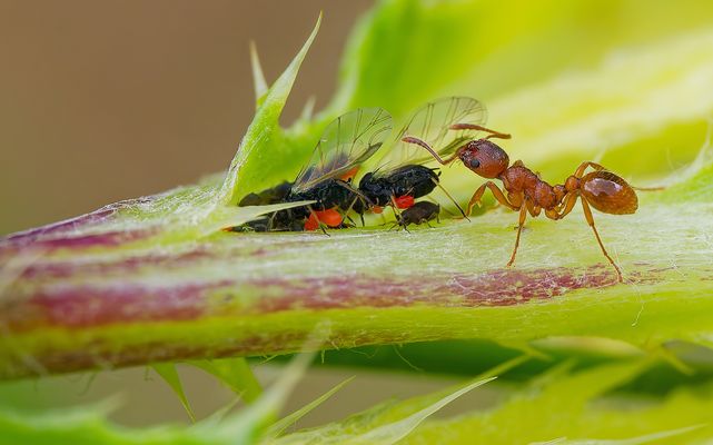 KLEINES KRABBELN, GROSSE SHOW - DAS DISTELBLATT WIRD ZUR BÜHNE