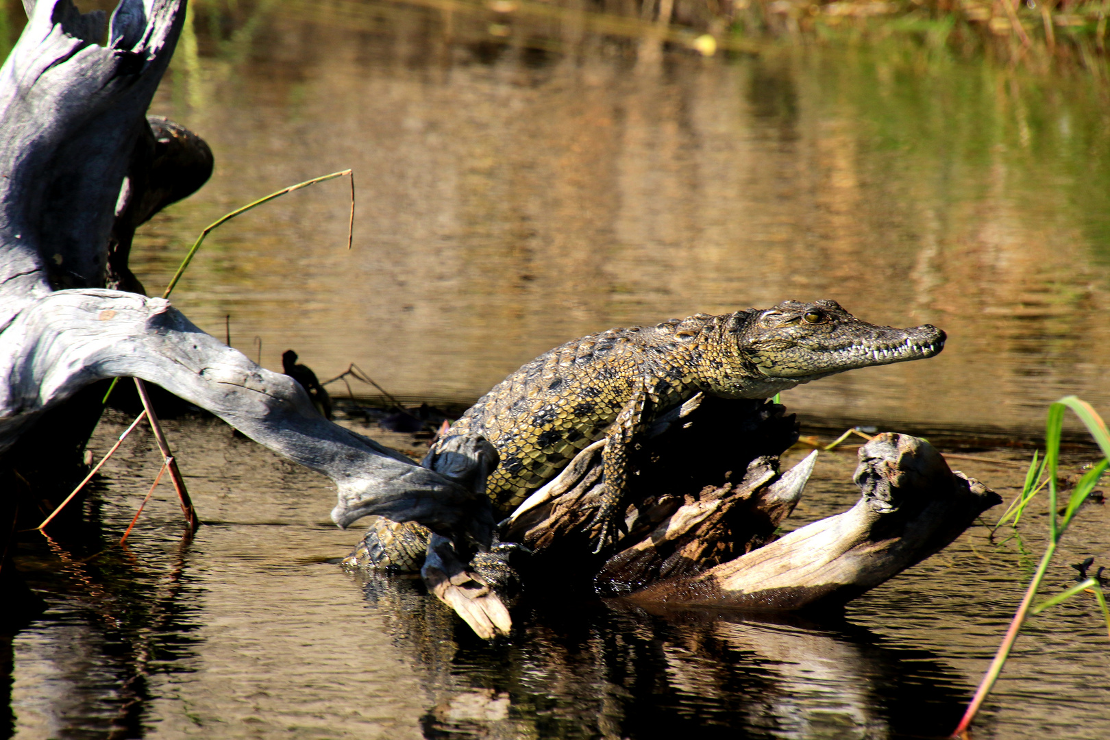 kleines Krokidil auf der Lauer