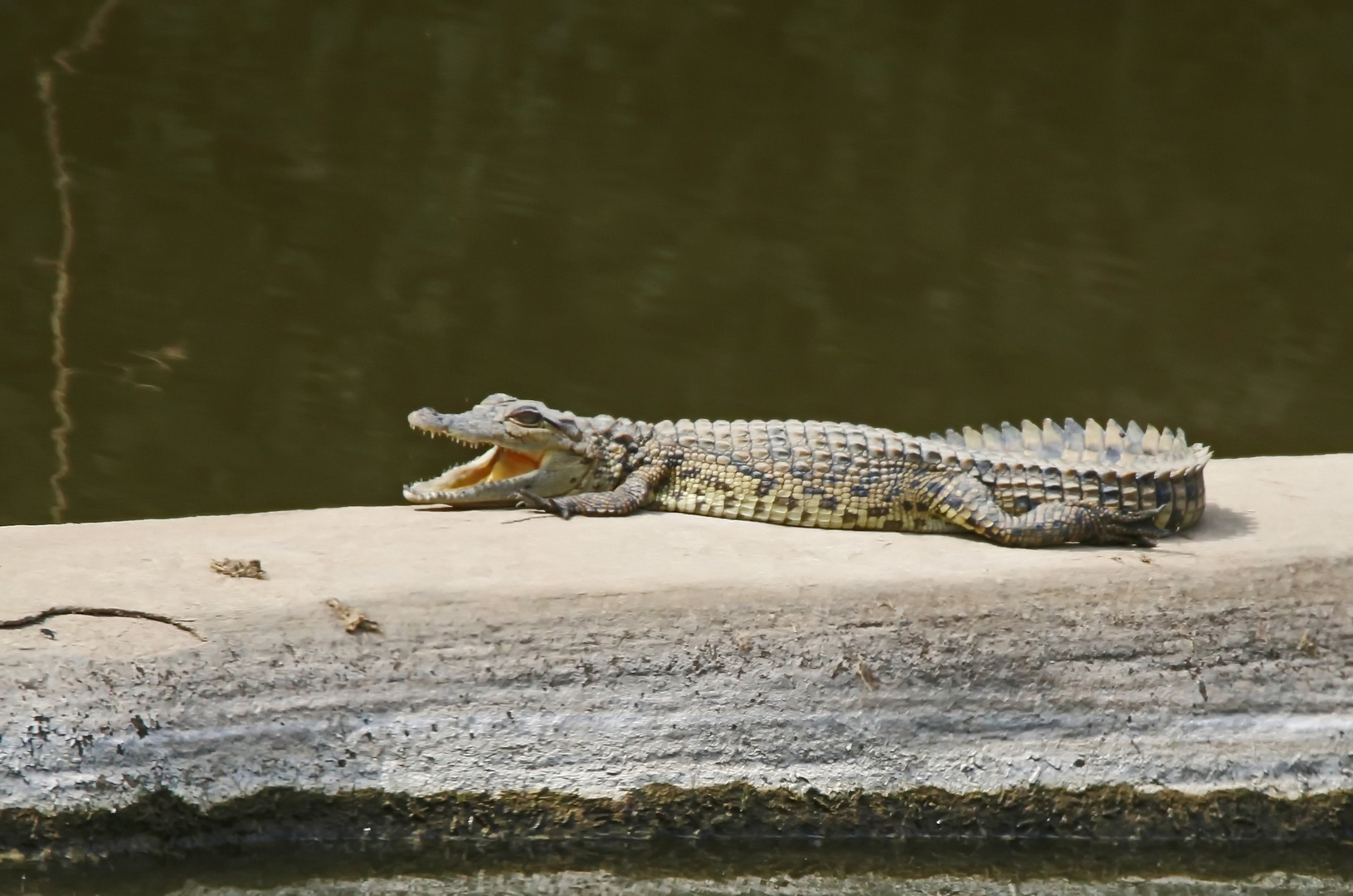 kleines Kroko